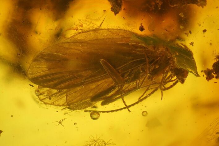Two Fossil Caddisflies (Trichoptera) in Baltic Amber #173681
